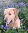 Jasper sitting in the bluebells