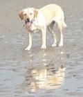 Jura at Cramond Beach .