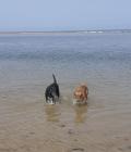 Bracken introducing Maple to her love of water!