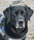 Black labrador on sandy beach