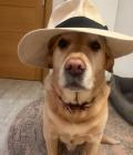Monty in a hat