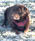 Just chilling on a frosty morning walk and taking in his surroundings.