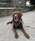 Chocolate Labrador lying on a gravel path, wearing a teal harness and colorful ribbon, with a stone building in the background.