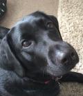 Gem_black_labrador