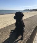 Belle by the seaside
