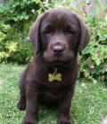 Dougal