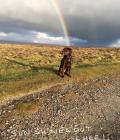 Lucy at the end of the rainbow