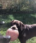 This is ruby 