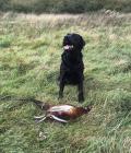 Meena retrieving a pheasant 
