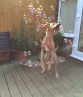 Daisy the happy dog