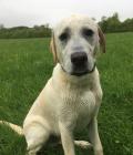 Todd training to be a Guide Dog