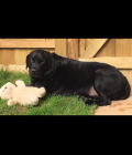 Harley and his baby