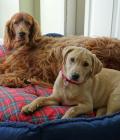 Daisy with our older dog Finn the Irish Setter