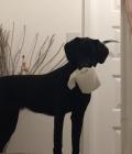 I have the toilet roll!