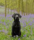 Bramble among the bluebells