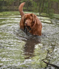 Bentley taking s dip.